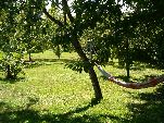 hammock in orchard
