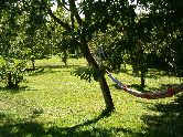 Hammock in Orchard